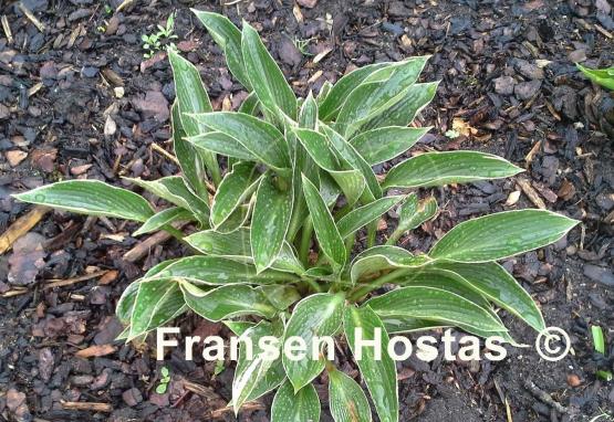 Hosta Silver Shadow