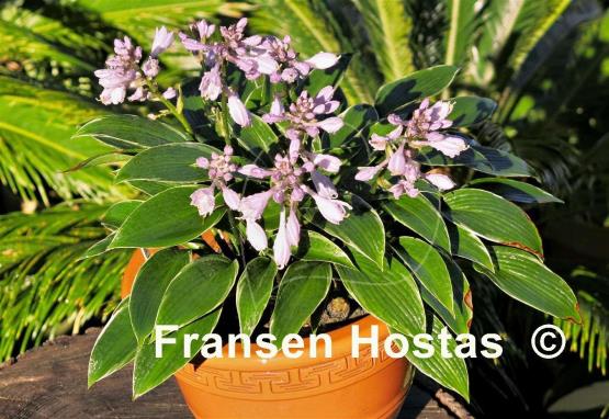 Hosta Silver Shadow