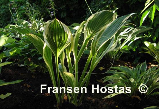Hosta Silver Star