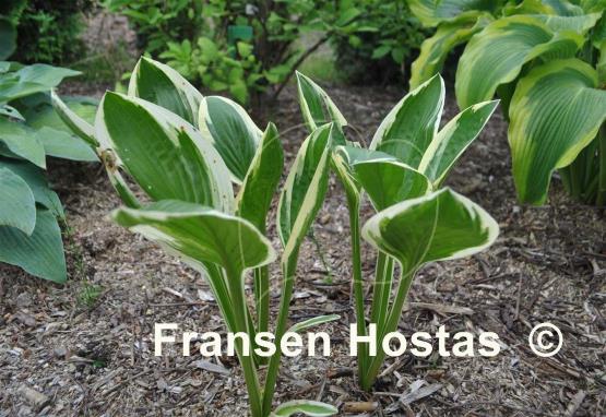 Hosta Silver Star