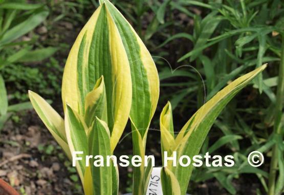 Hosta Silver Star