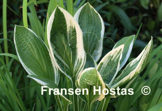Hosta Silver Star