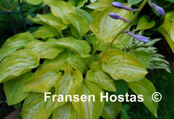 Hosta Silver Threads and Golden Needles