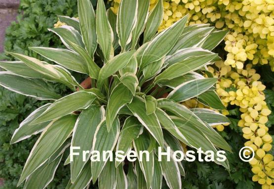 Hosta Silverado