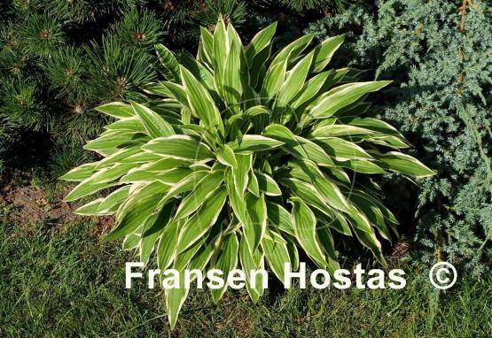 Hosta Silverado