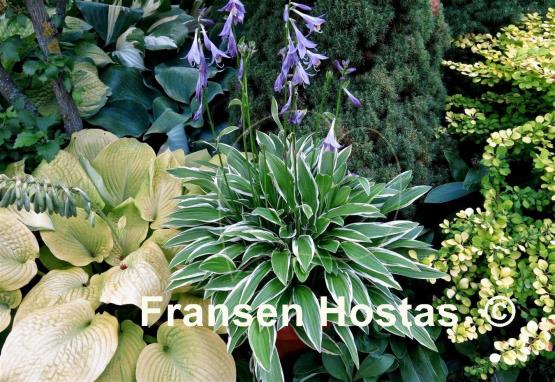 Hosta Silverado