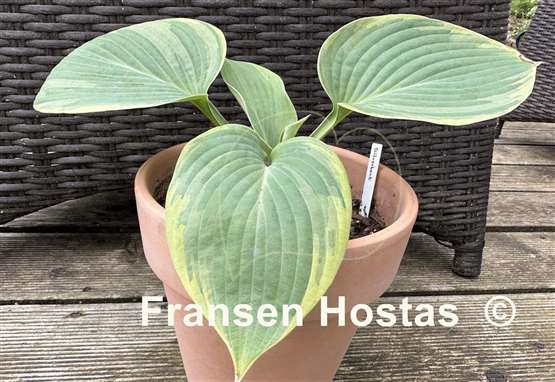 Hosta Silverback