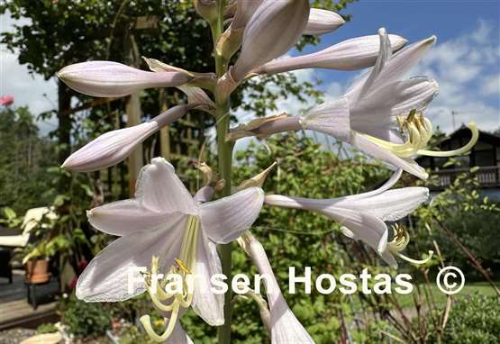 Hosta Silverback