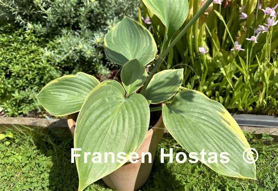 Hosta Silverback
