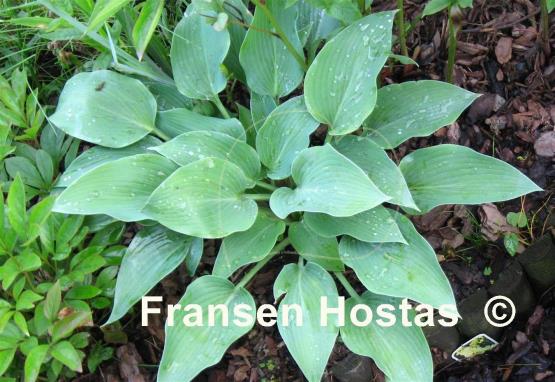 Hosta Silvery Slugproof