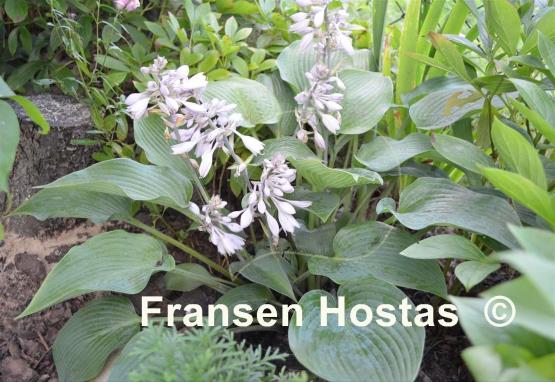 Hosta Silvery Slugproof