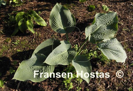 Hosta Singin the Blues