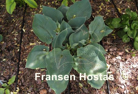 Hosta Singin the Blues