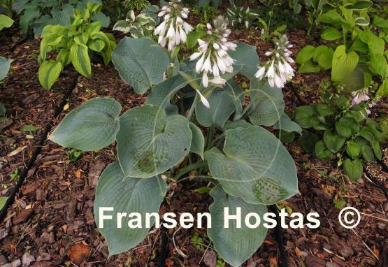 Hosta Singin the Blues