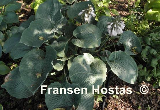 Hosta Singin the Blues