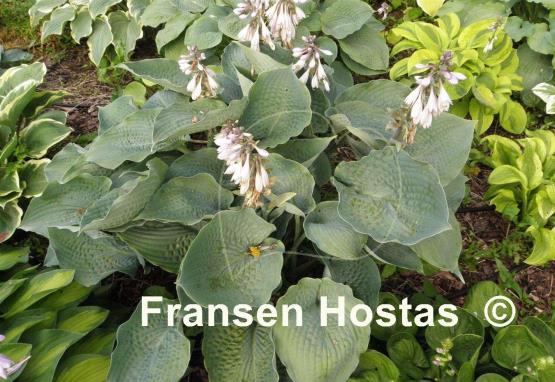 Hosta Singin the Blues