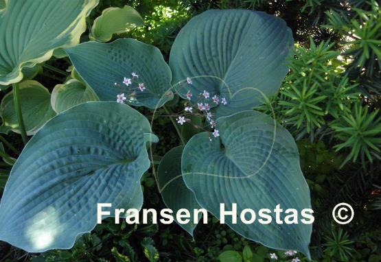 Hosta Singin the Blues