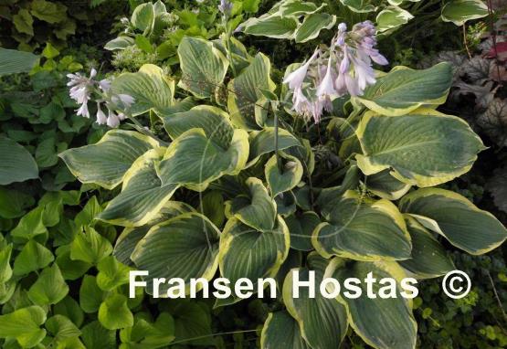 Hosta Singing in the Rain