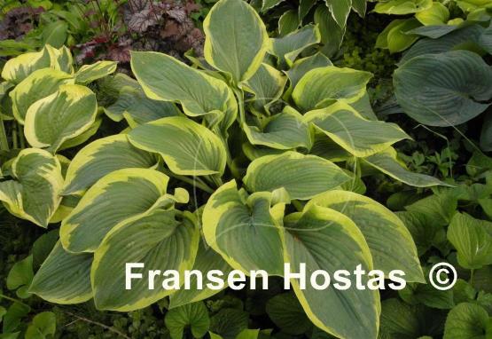 Hosta Singing in the Rain