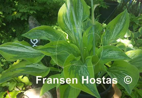Hosta Sir Prize
