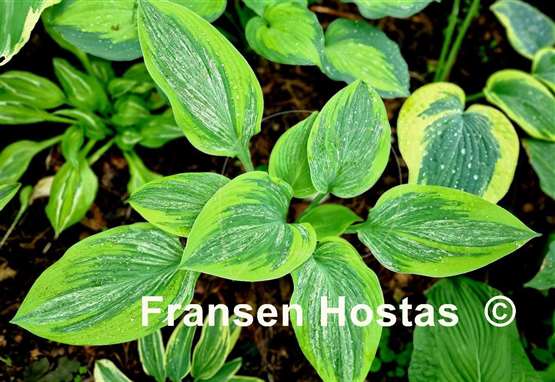 Hosta Sir Prize