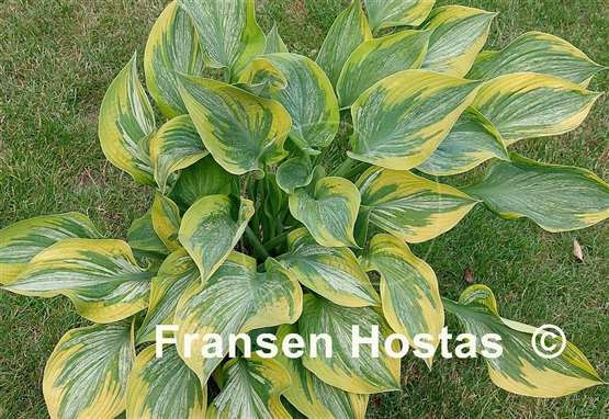 Hosta Sir Prize