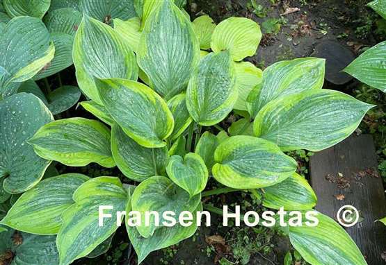 Hosta Sir Prize