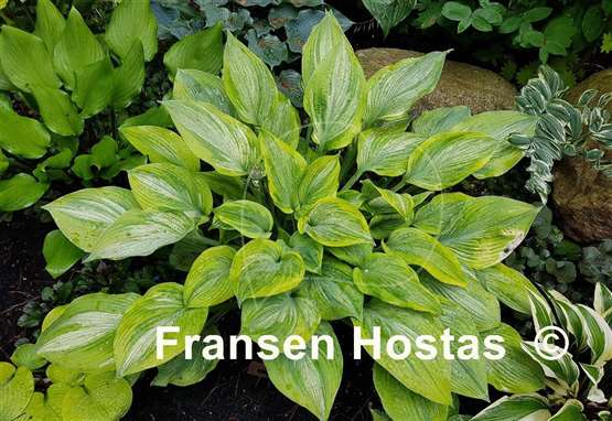 Hosta Sir Prize