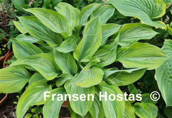 Hosta Sir Prize