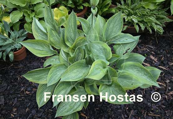 Hosta Sir Prize