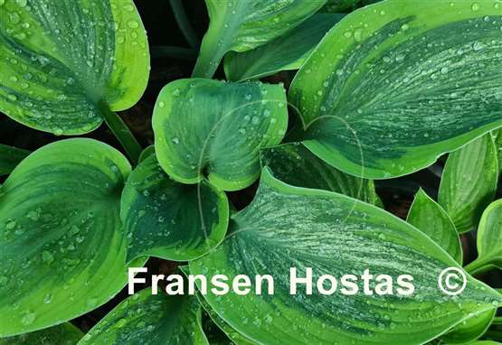 Hosta Sir Prize