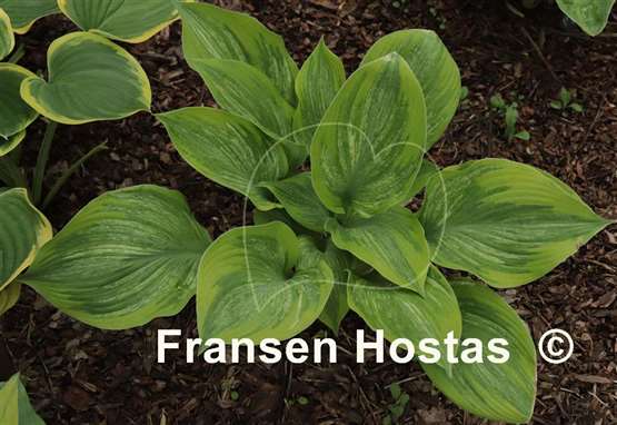 Hosta Sir Prize