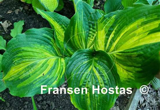 Hosta Sir Richard