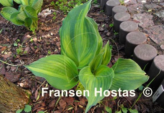 Hosta Sir Richard
