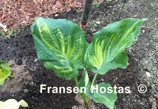Hosta Sir Richard