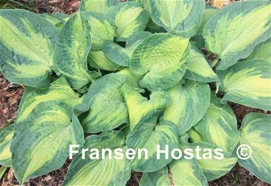 Hosta Sister Act
