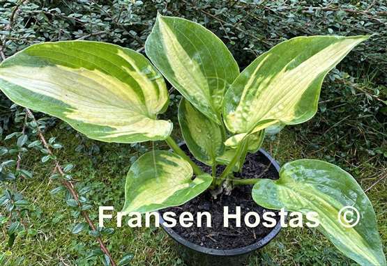 Hosta Sister Act