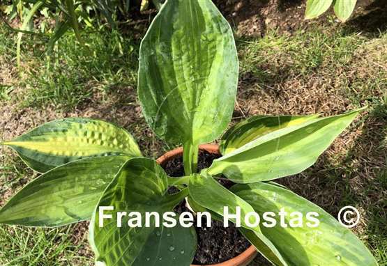 Hosta Sister Act