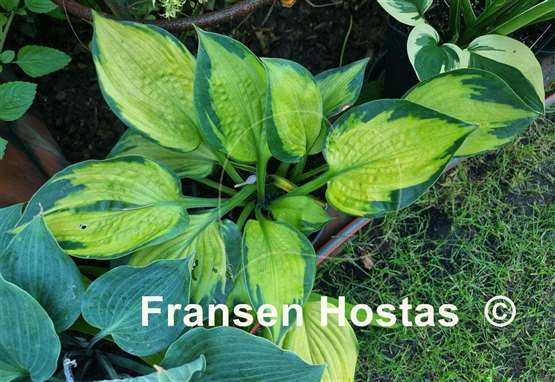 Hosta Sister Act
