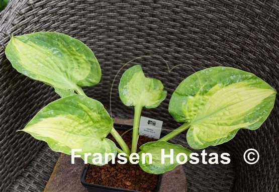 Hosta Sister Act
