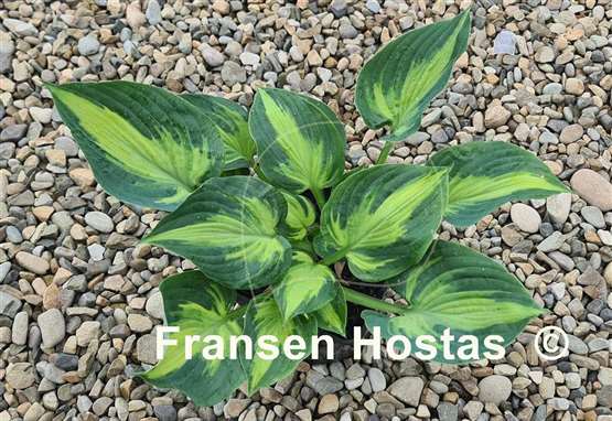 Hosta Sister Act