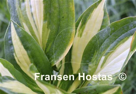 Hosta Sitting Pretty
