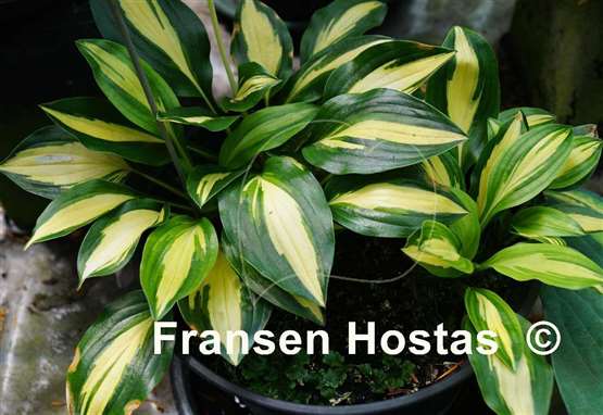 Hosta Sitting Pretty