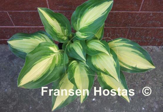 Hosta Sitting Pretty