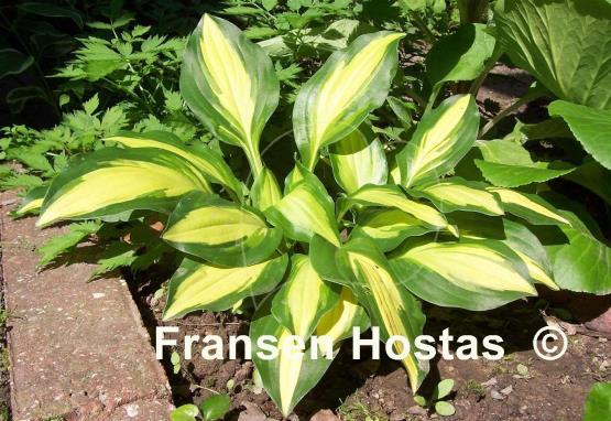 Hosta Sitting Pretty