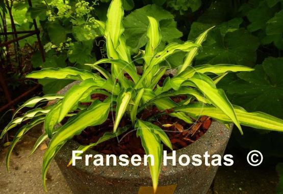 Hosta Sizzle