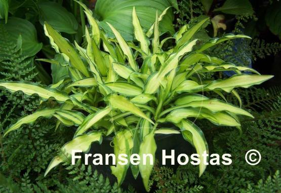Hosta Sizzle