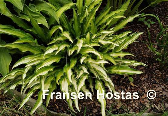 Hosta Sizzle