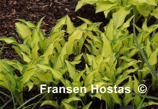 Hosta Sizzle