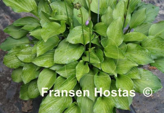Hosta Skikow